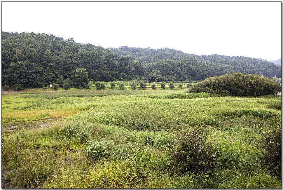 제일 월척주변 저수지 현황 (조황조행기 - 특파원조황)