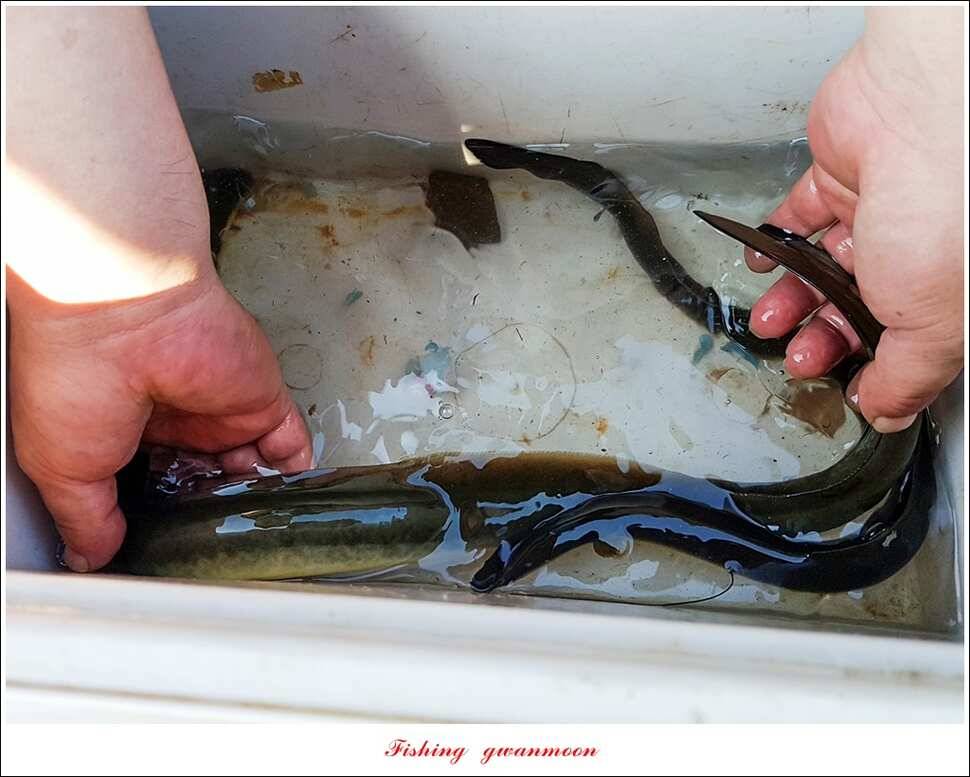 늘푸른화곡지실리곡신매 조황 (조황조행기 - 특파원조황)