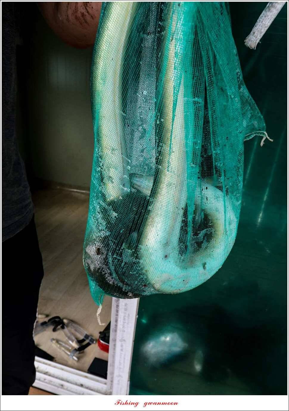 한버들 41 cm40 cm늘푸른 키로장어화곡지 사짜 (조황조행기 - 특파원조황)