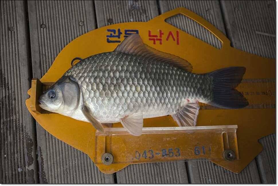 신매 낚시터 36cm돌감 좌대 모습 (조황조행기 - 특파원조황)