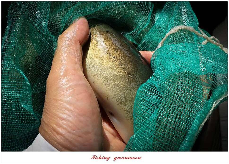 한버들 41 cm40 cm늘푸른 키로장어화곡지 사짜 (조황조행기 - 특파원조황)