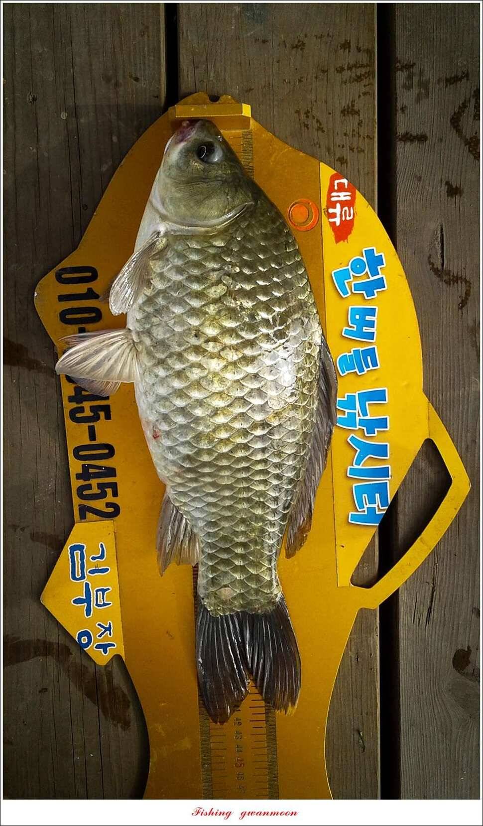 병호 45 cm제일 43 cm 외3 수한버들 42 cm (조황조행기 - 특파원조황)