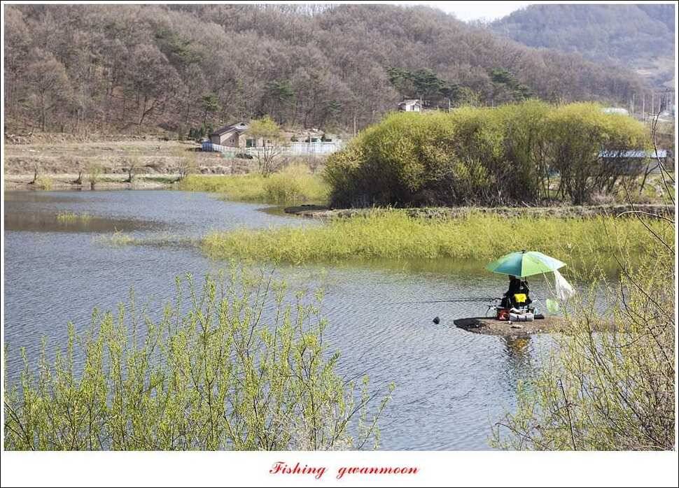 매전지 395 cm화곡지 조황 (조황조행기 - 특파원조황)