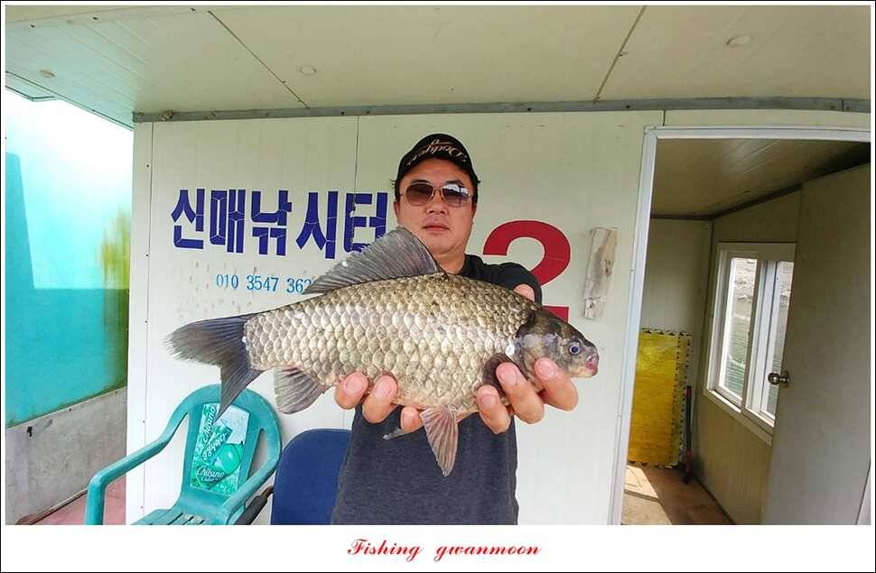 신매 사짜돌감 월척 조황 (조황조행기 - 특파원조황)