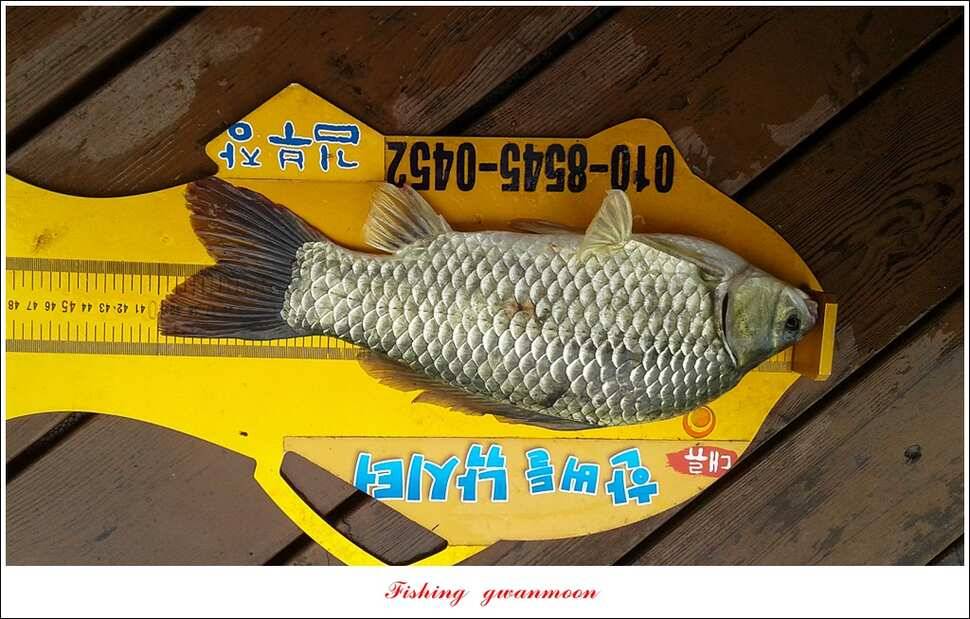 한버들 395 cm실리곡화곡지 마릿수 월척 조황 (조황조행기 - 특파원조황)