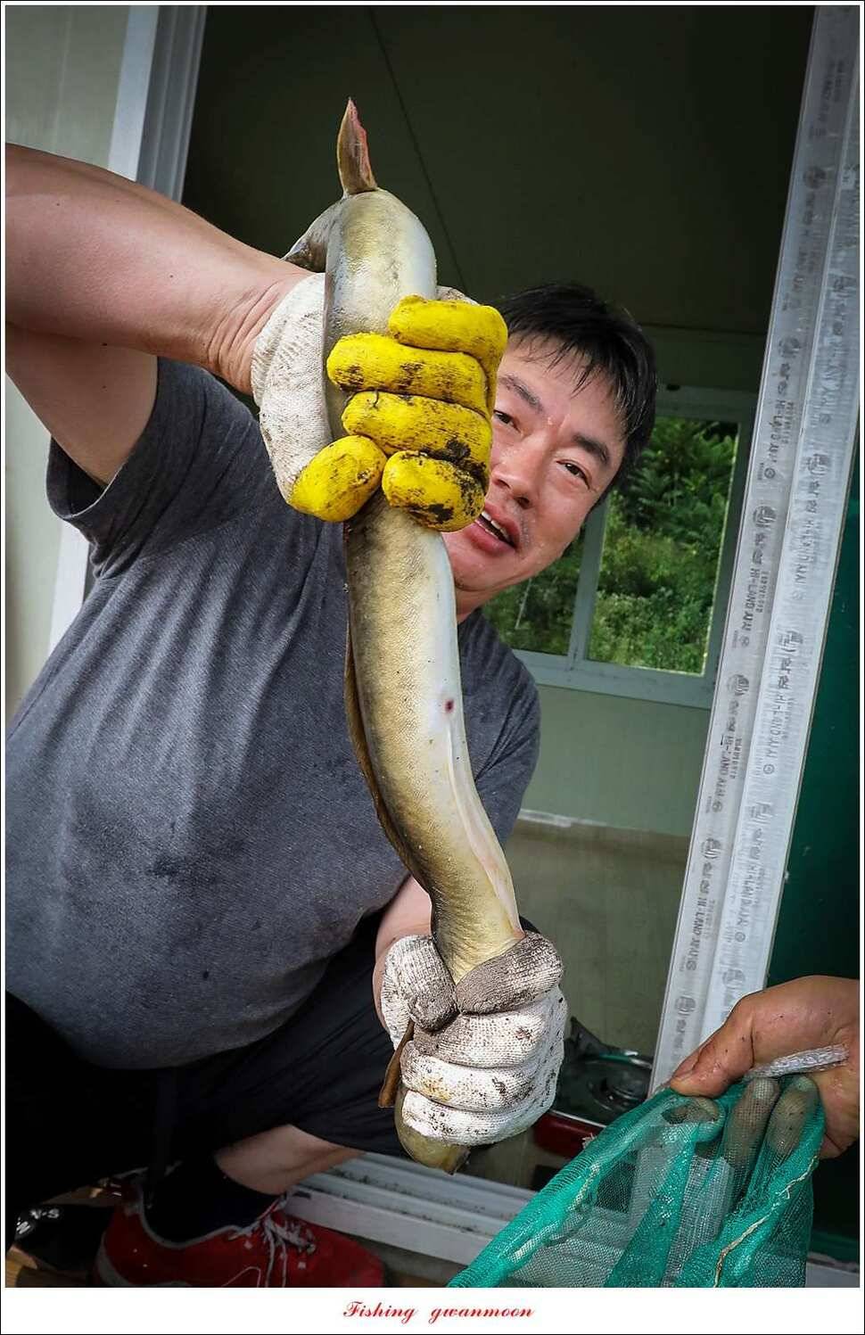 한버들 41 cm40 cm늘푸른 키로장어화곡지 사짜 (조황조행기 - 특파원조황)