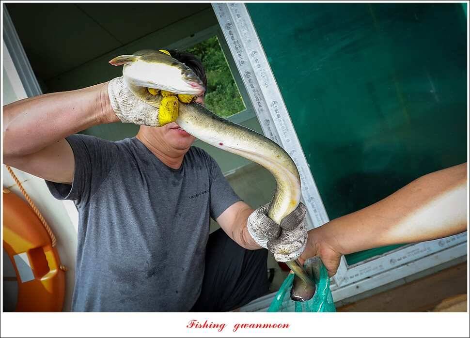 한버들 41 cm40 cm늘푸른 키로장어화곡지 사짜 (조황조행기 - 특파원조황)