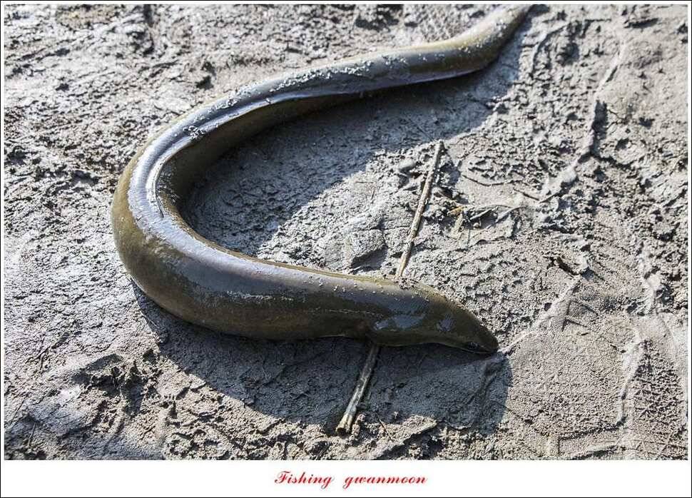 늘푸른화곡지실리곡신매 조황 (조황조행기 - 특파원조황)