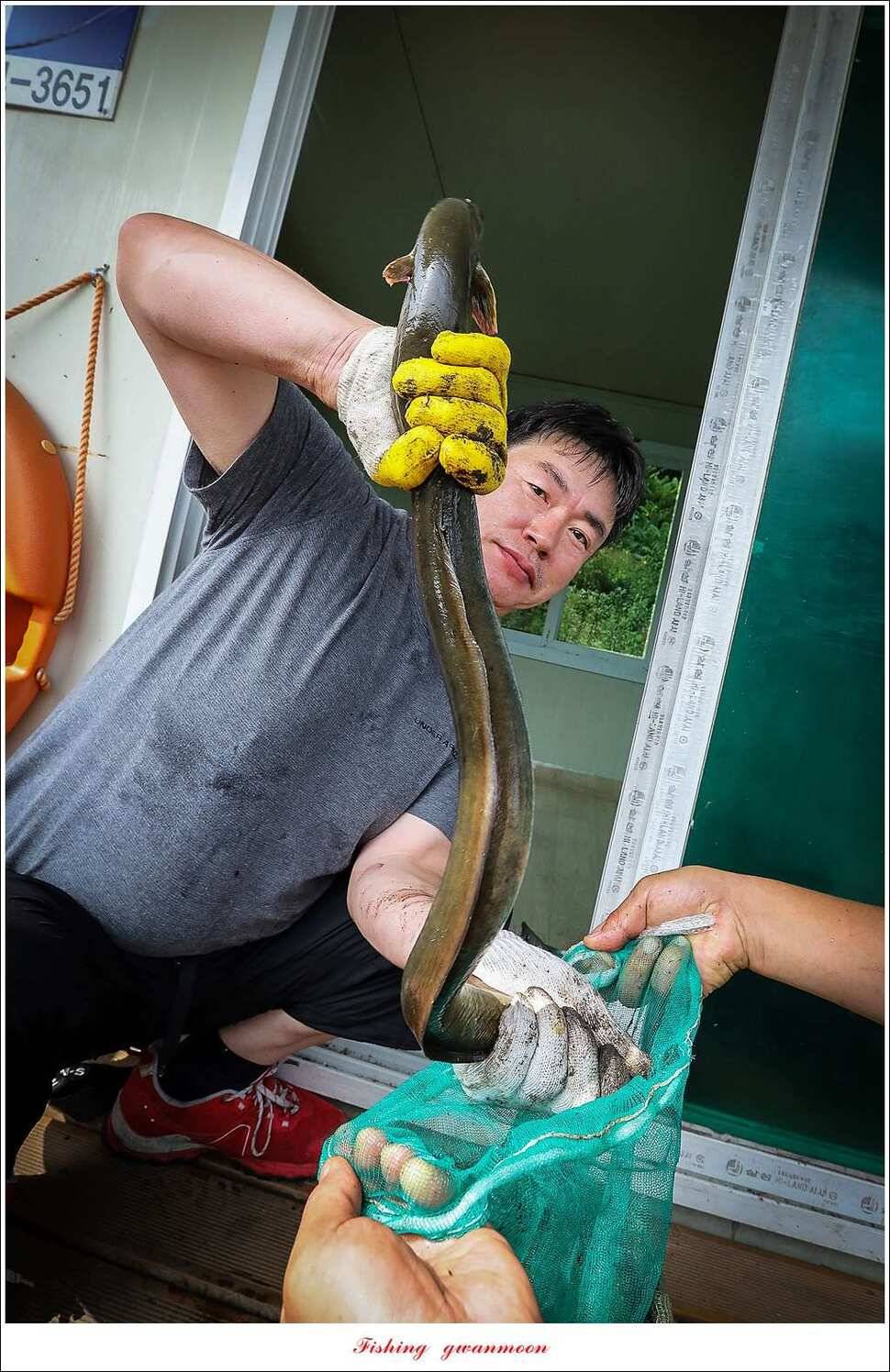 한버들 41 cm40 cm늘푸른 키로장어화곡지 사짜 (조황조행기 - 특파원조황)