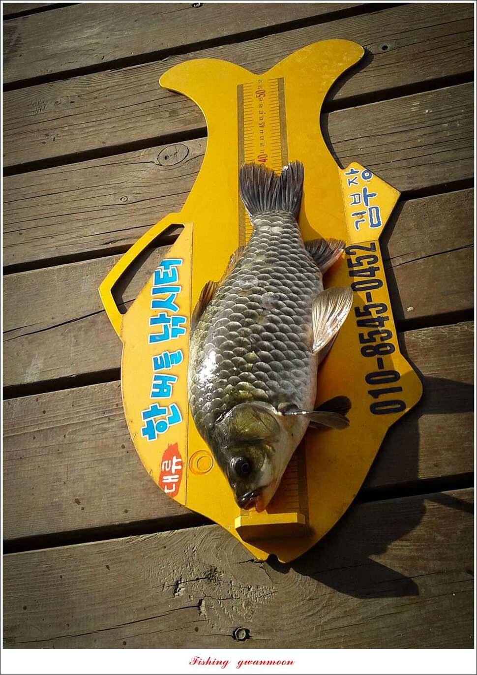 신매 38 cm한버들 39 cm 대물과 마릿수 월척 조황 (조황조행기 - 특파원조황)