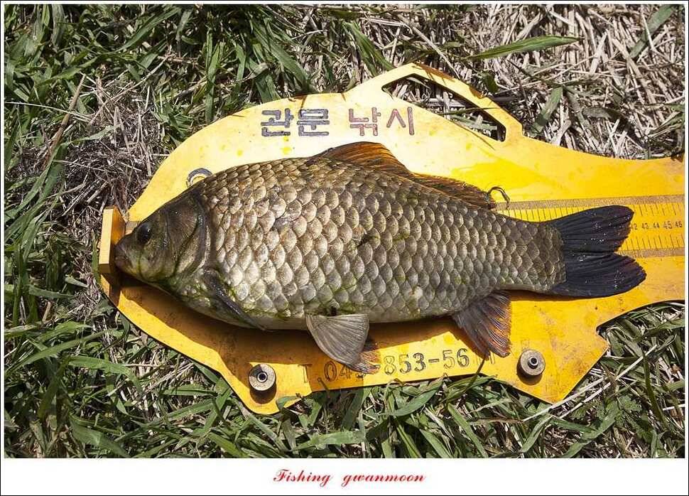 달천강 사짜추평지 사짜 (조황조행기 - 특파원조황)