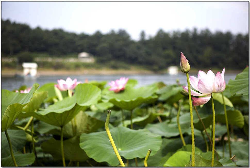 제일 월척주변 저수지 현황 (조황조행기 - 특파원조황)