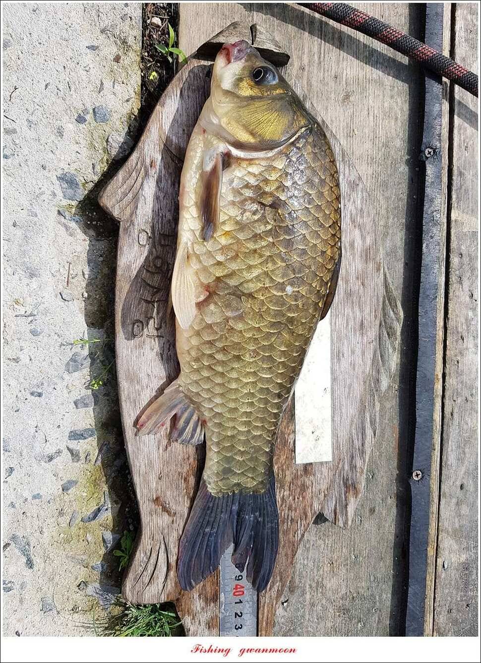 한버들 41 cm40 cm늘푸른 키로장어화곡지 사짜 (조황조행기 - 특파원조황)