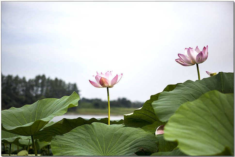 제일 월척주변 저수지 현황 (조황조행기 - 특파원조황)