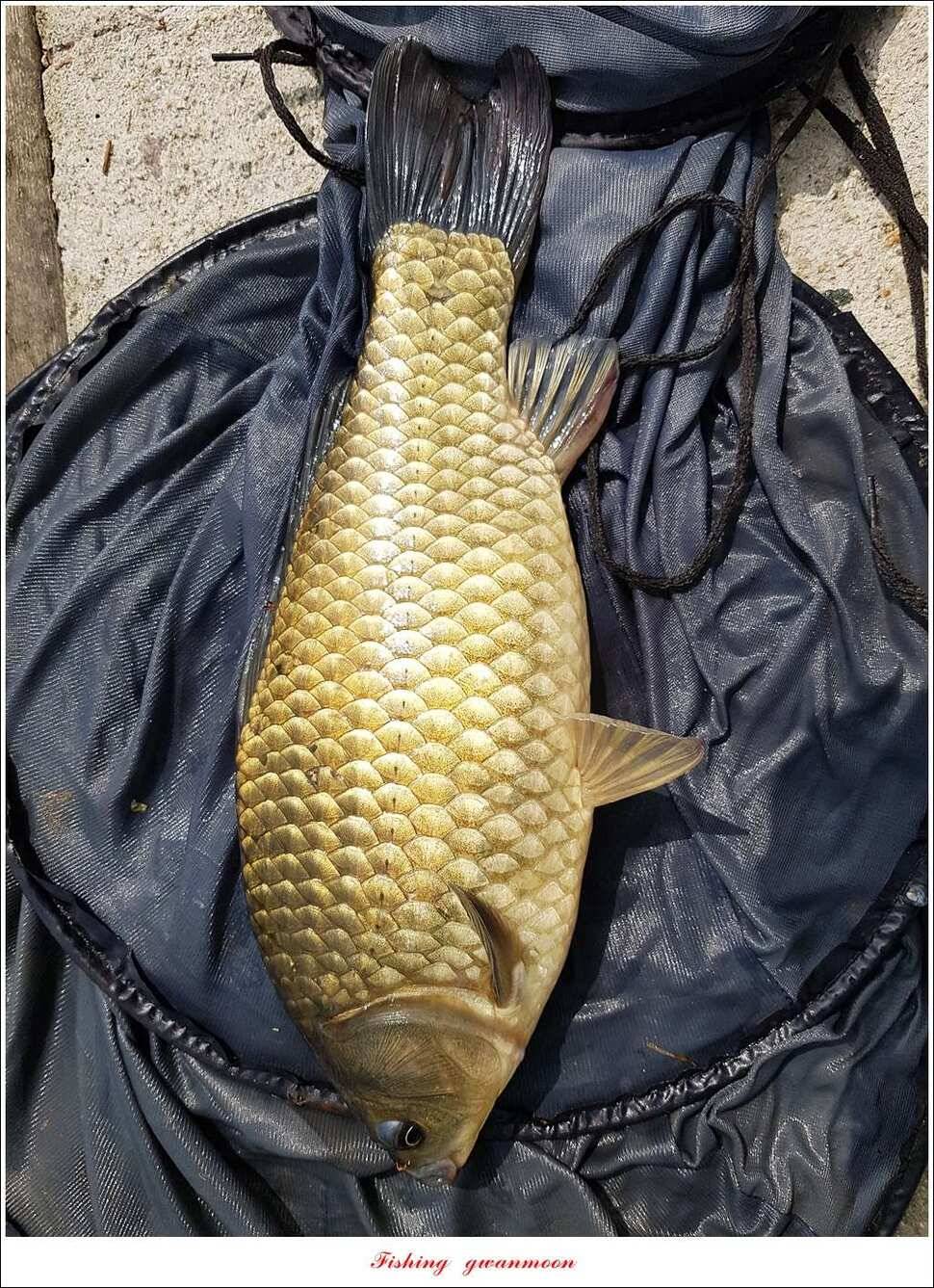 한버들 41 cm40 cm늘푸른 키로장어화곡지 사짜 (조황조행기 - 특파원조황)