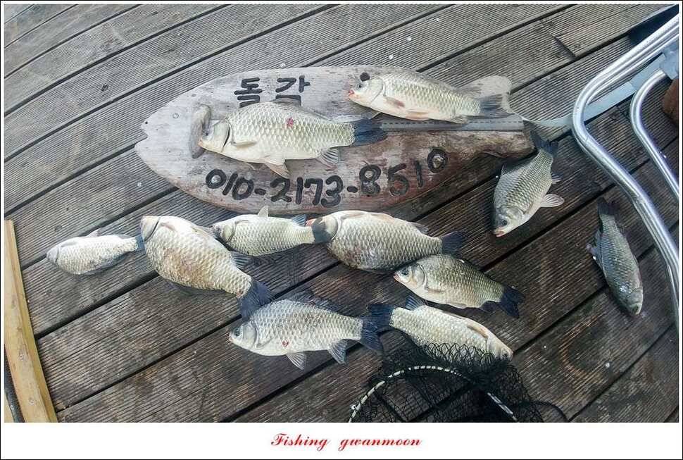 신매 사짜돌감 월척 조황 (조황조행기 - 특파원조황)