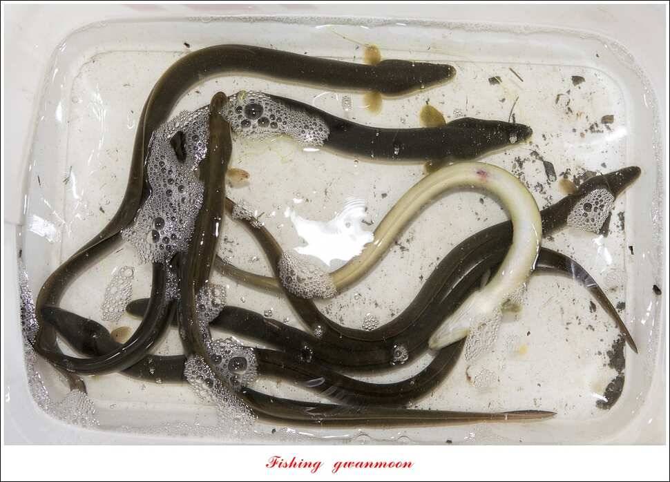 늘푸른화곡지실리곡신매 조황 (조황조행기 - 특파원조황)