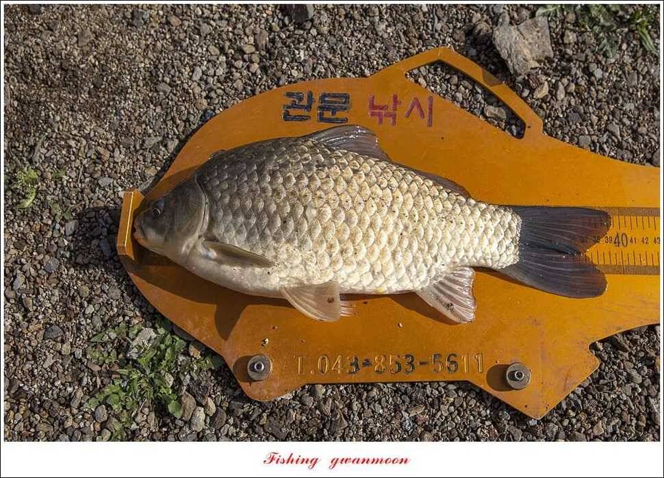 매전지 395 cm화곡지 조황 (조황조행기 - 특파원조황)