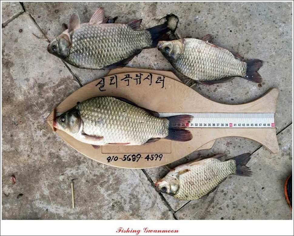 한버들돌감실리곡 조황 (조황조행기 - 특파원조황)