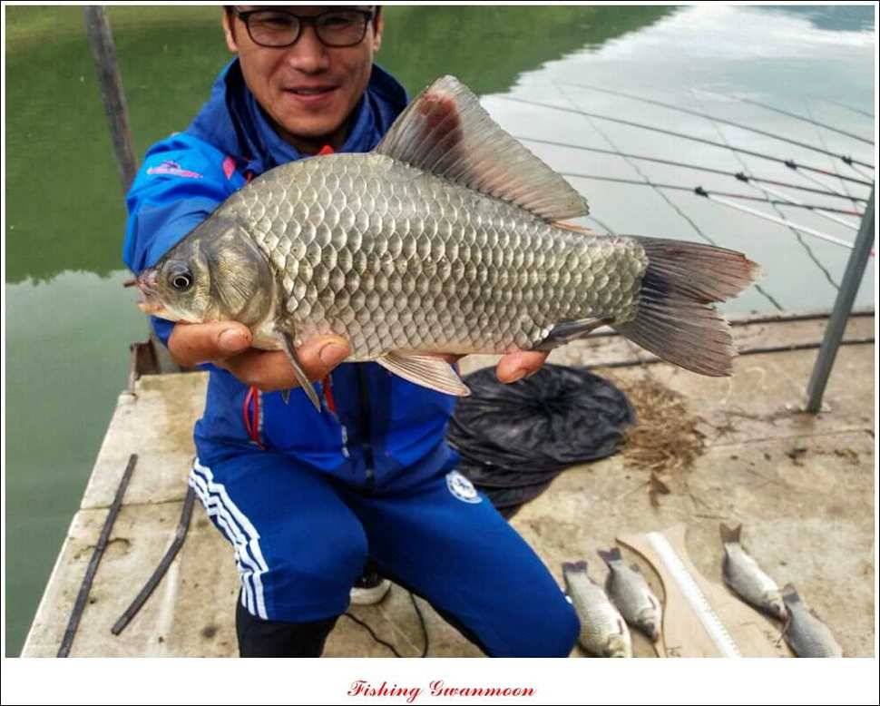 실리곡 호조황한버들화곡지 조황 (조황조행기 - 특파원조황)