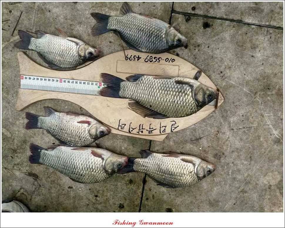 실리곡 호조황한버들화곡지 조황 (조황조행기 - 특파원조황)