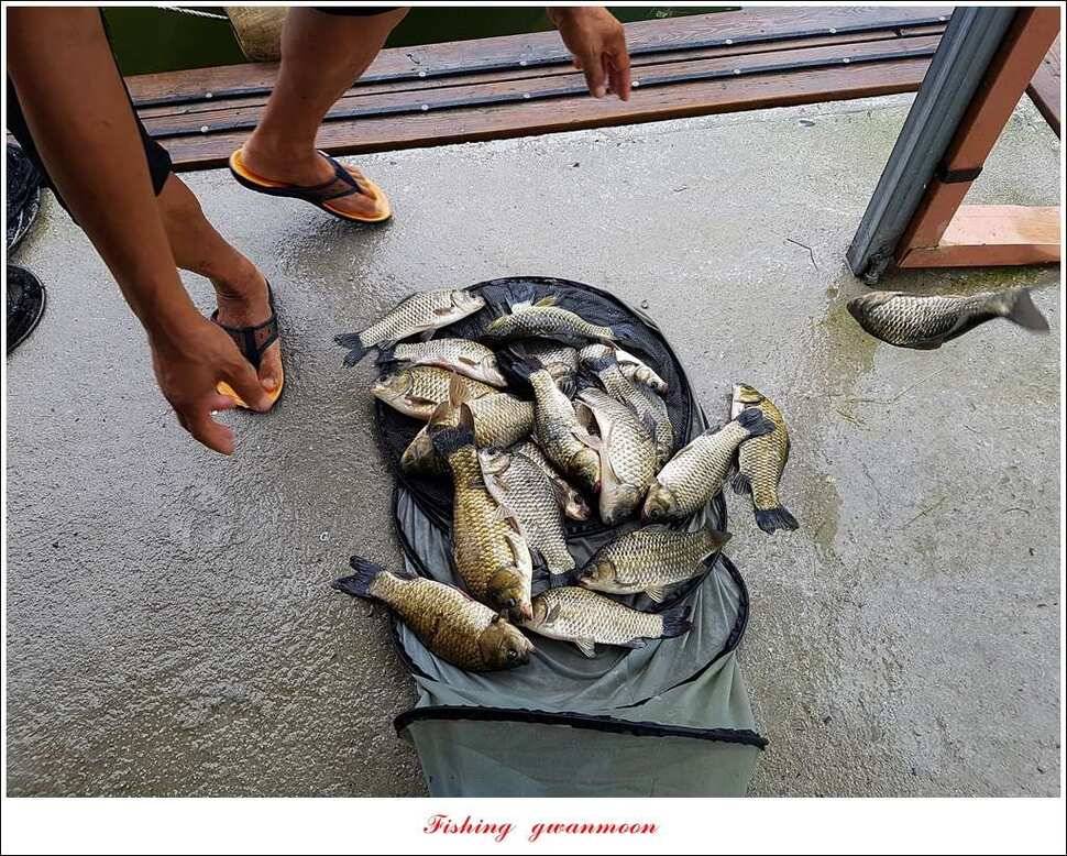 한버들 395 cm실리곡화곡지 마릿수 월척 조황 (조황조행기 - 특파원조황)