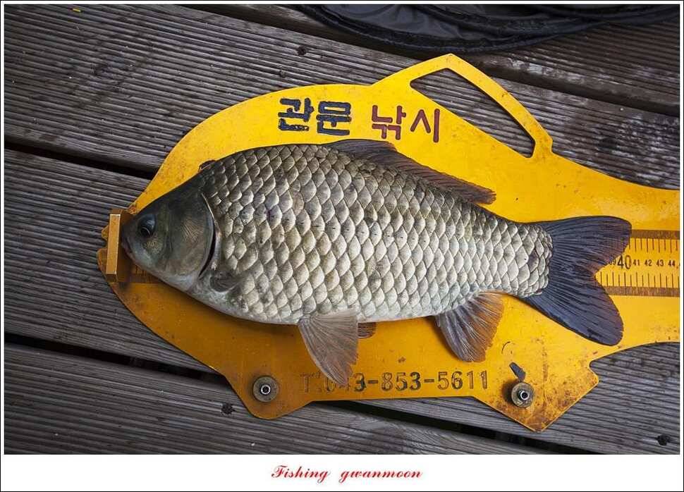신매 사짜윤한버들 월척 조황 (조황조행기 - 특파원조황)