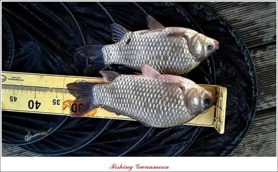 한버들실리곡돌감짱가네 조황 (조황조행기 - 특파원조황)