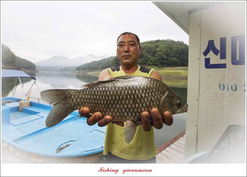 신매 사짜윤한버들 월척 조황 (조황조행기 - 특파원조황)