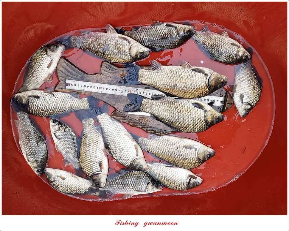 화곡지 사짜한버들 39 cm38 cm 돌감 마릿수 월척 호조황 (조황조행기 - 특파원조황)