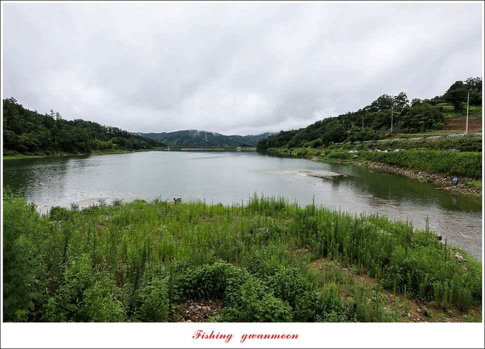 한버들 395 cm실리곡화곡지 마릿수 월척 조황 (조황조행기 - 특파원조황)