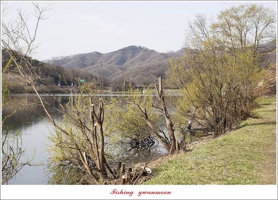 매전지 395 cm화곡지 조황 (조황조행기 - 특파원조황)