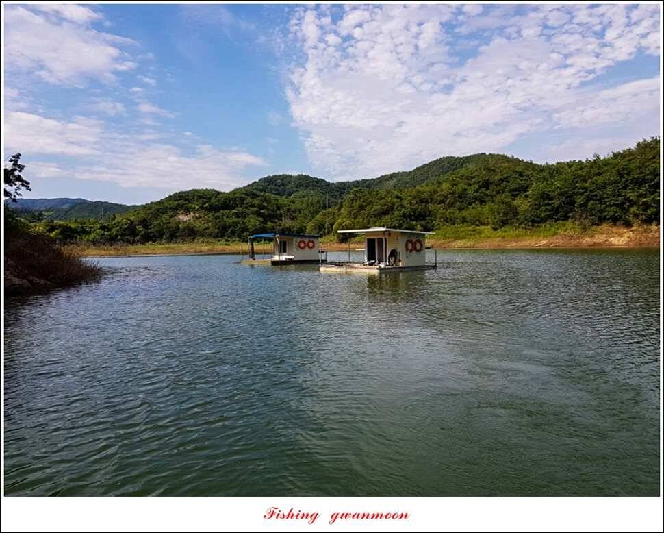 늘푸른화곡지실리곡신매 조황 (조황조행기 - 특파원조황)
