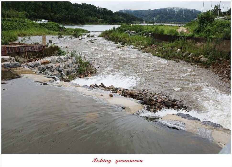 한버들 395 cm실리곡화곡지 마릿수 월척 조황 (조황조행기 - 특파원조황)
