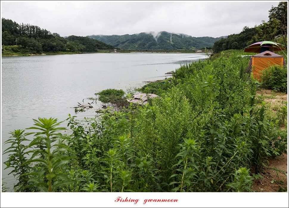 한버들 395 cm실리곡화곡지 마릿수 월척 조황 (조황조행기 - 특파원조황)