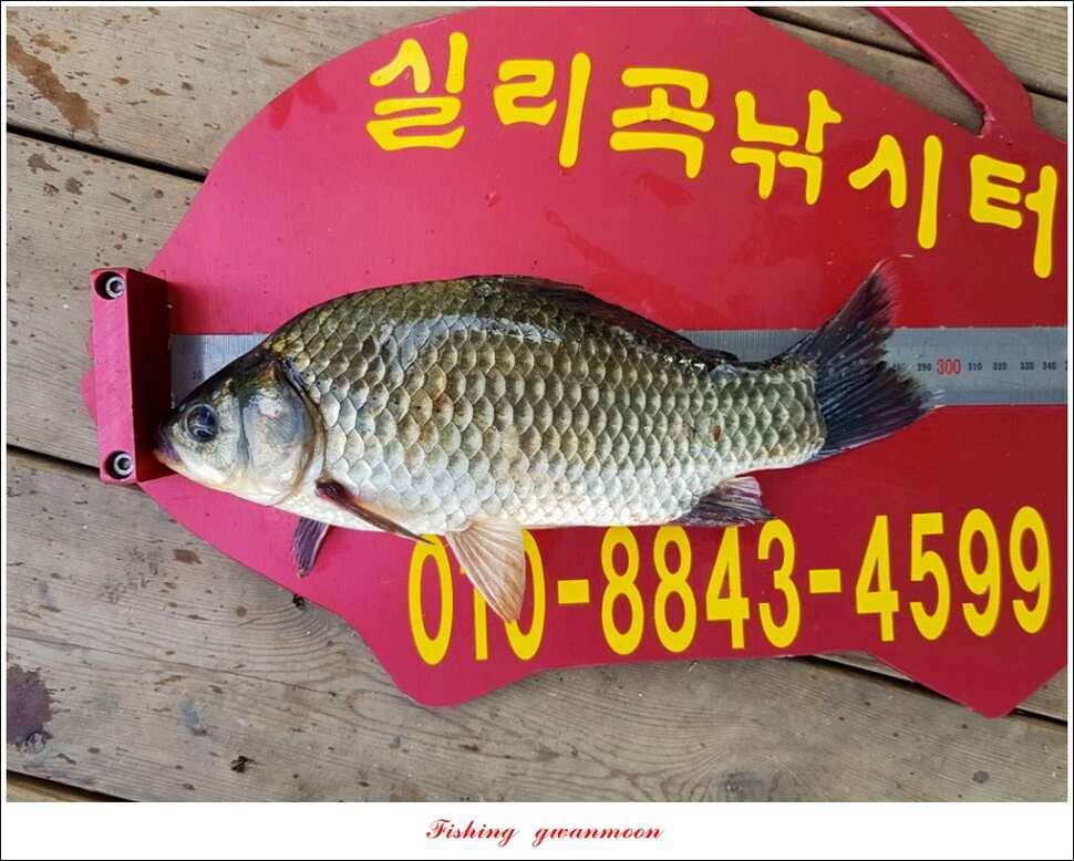 늘푸른화곡지실리곡신매 조황 (조황조행기 - 특파원조황)
