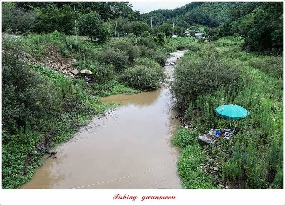 한버들 395 cm실리곡화곡지 마릿수 월척 조황 (조황조행기 - 특파원조황)