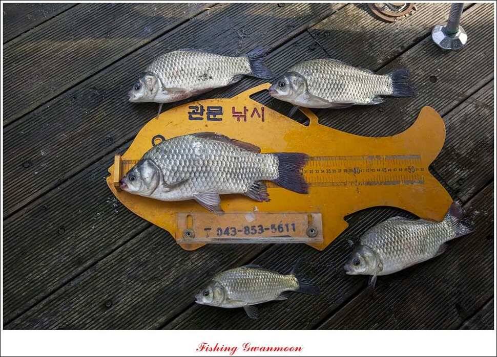 돌감실리곡 낚시터 월척 (조황조행기 - 특파원조황)