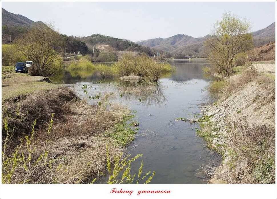 매전지 395 cm화곡지 조황 (조황조행기 - 특파원조황)