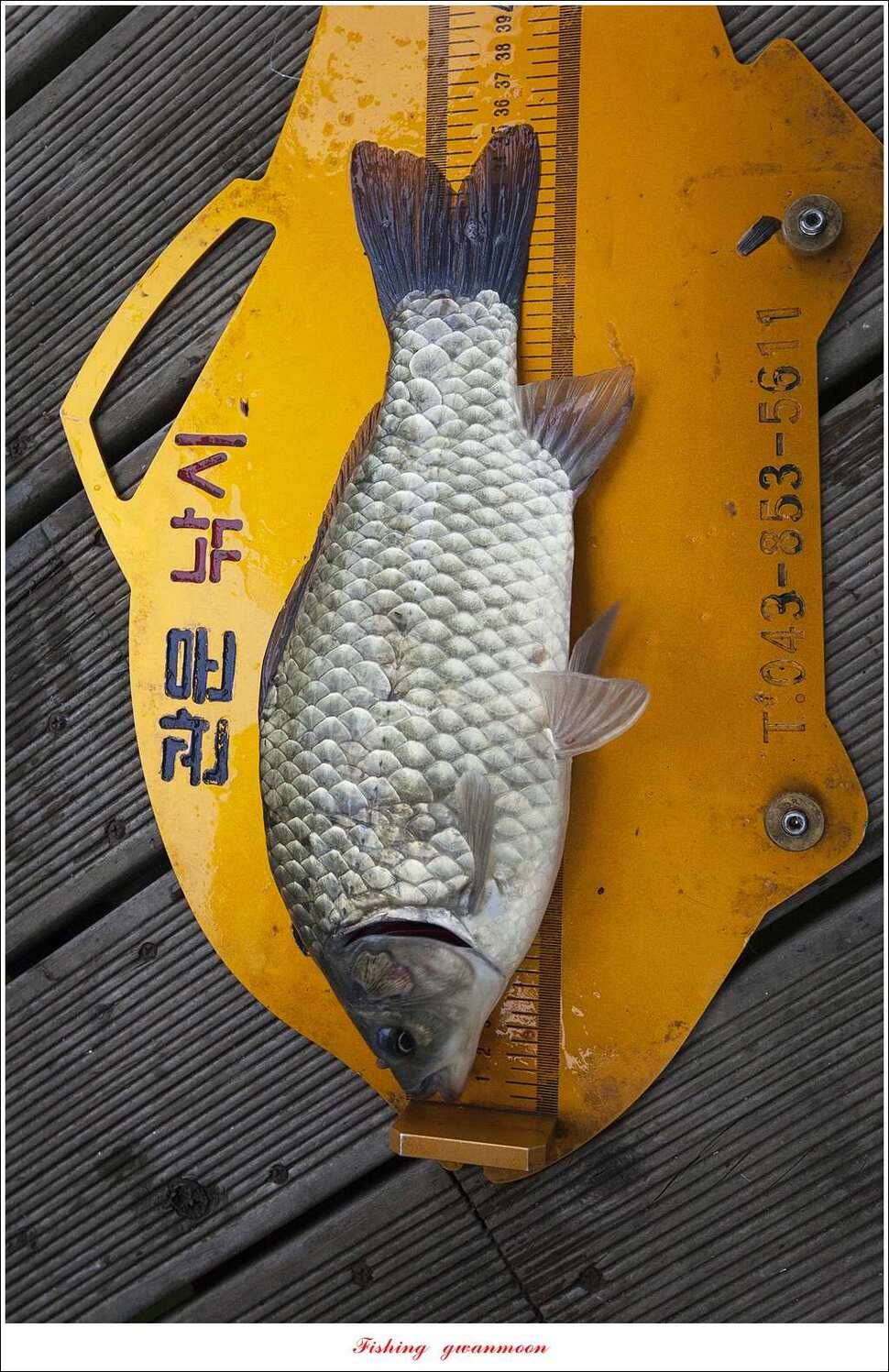 신매 사짜윤한버들 월척 조황 (조황조행기 - 특파원조황)