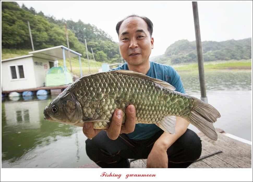 신매 사짜윤한버들 월척 조황 (조황조행기 - 특파원조황)