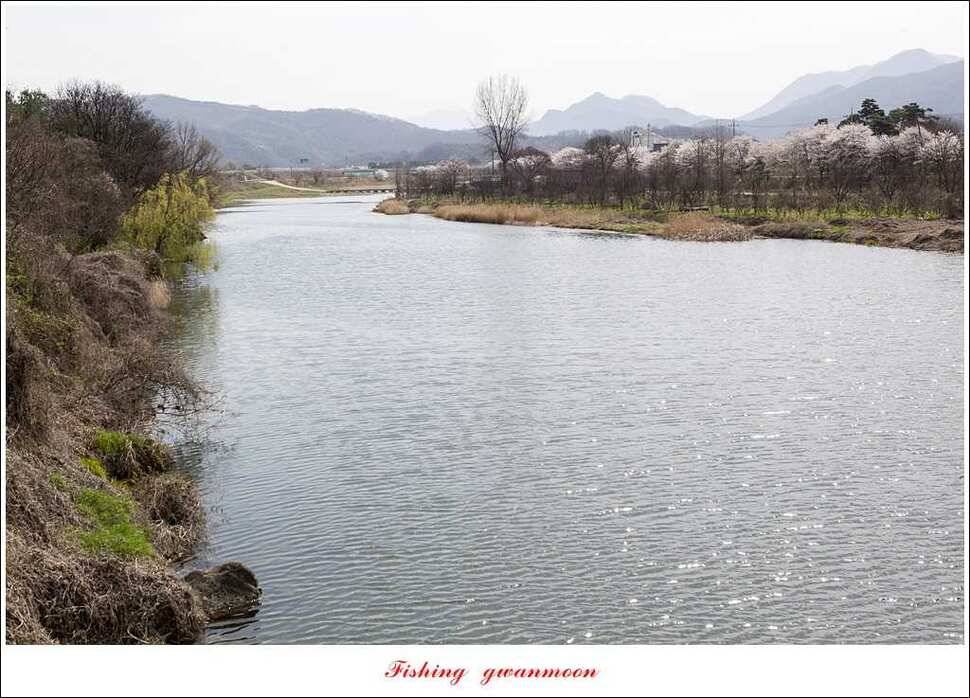 매전지 395 cm화곡지 조황 (조황조행기 - 특파원조황)
