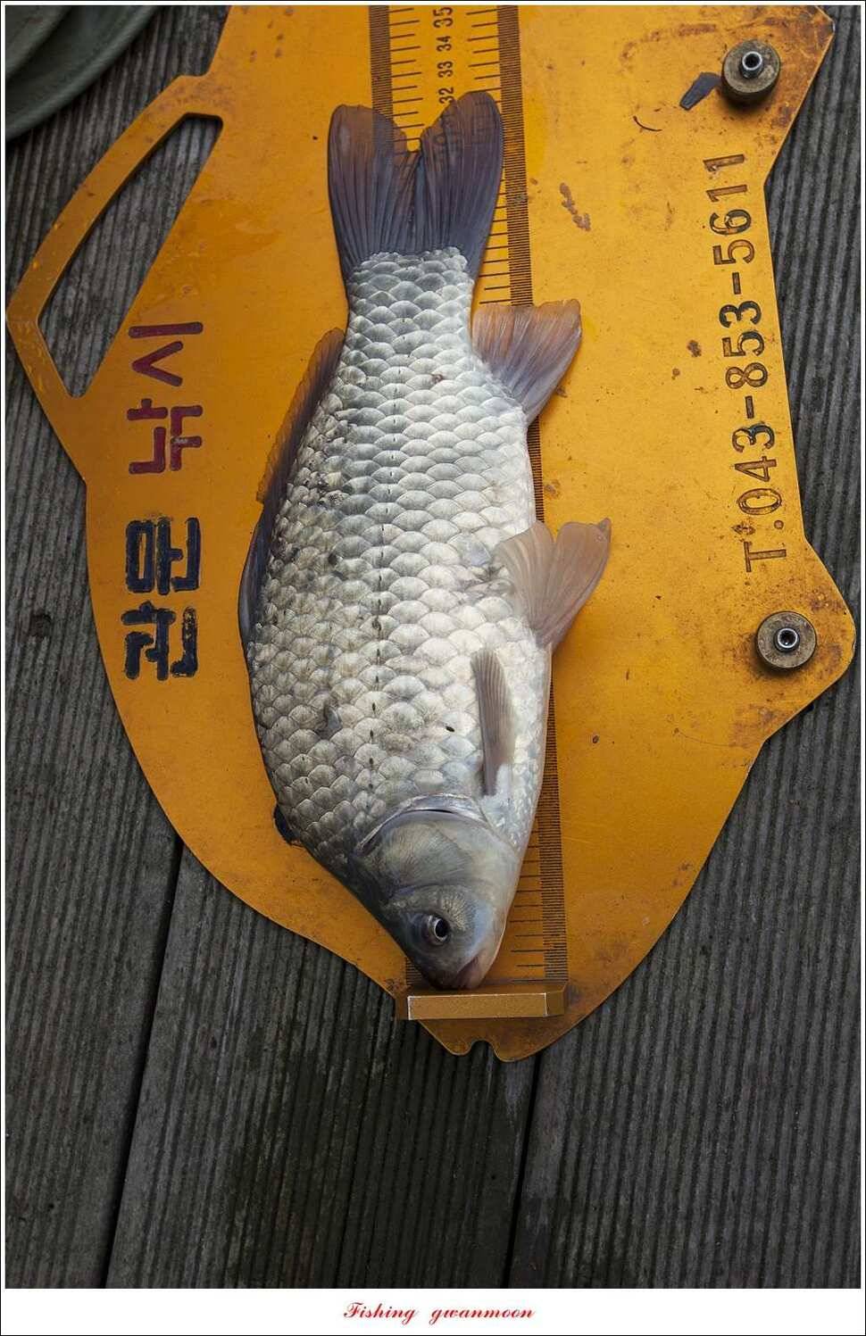 신매 사짜윤한버들 월척 조황 (조황조행기 - 특파원조황)