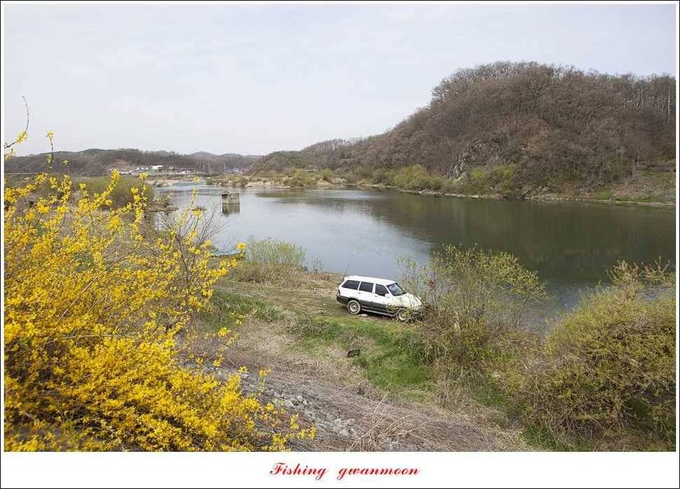 매전지 395 cm화곡지 조황 (조황조행기 - 특파원조황)