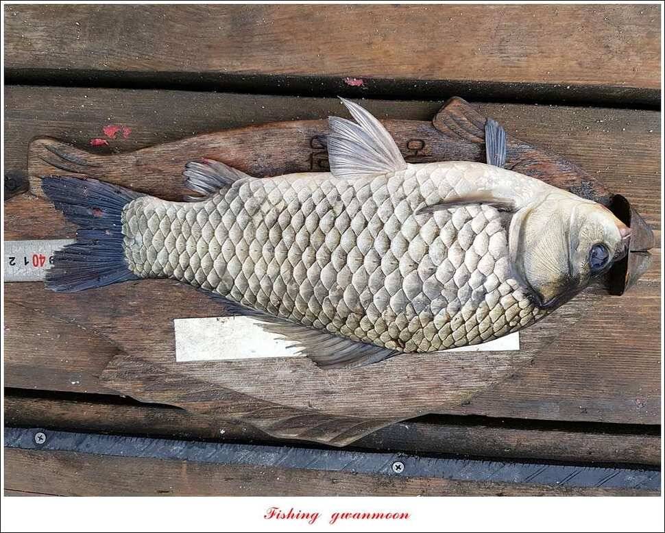 화곡지 사짜한버들 39 cm38 cm 돌감 마릿수 월척 호조황 (조황조행기 - 특파원조황)