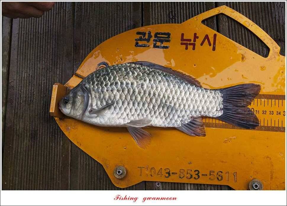 신매 사짜윤한버들 월척 조황 (조황조행기 - 특파원조황)