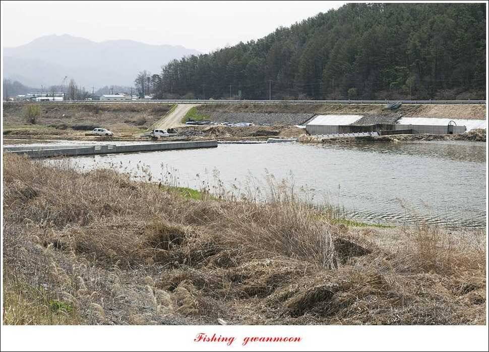 매전지 395 cm화곡지 조황 (조황조행기 - 특파원조황)