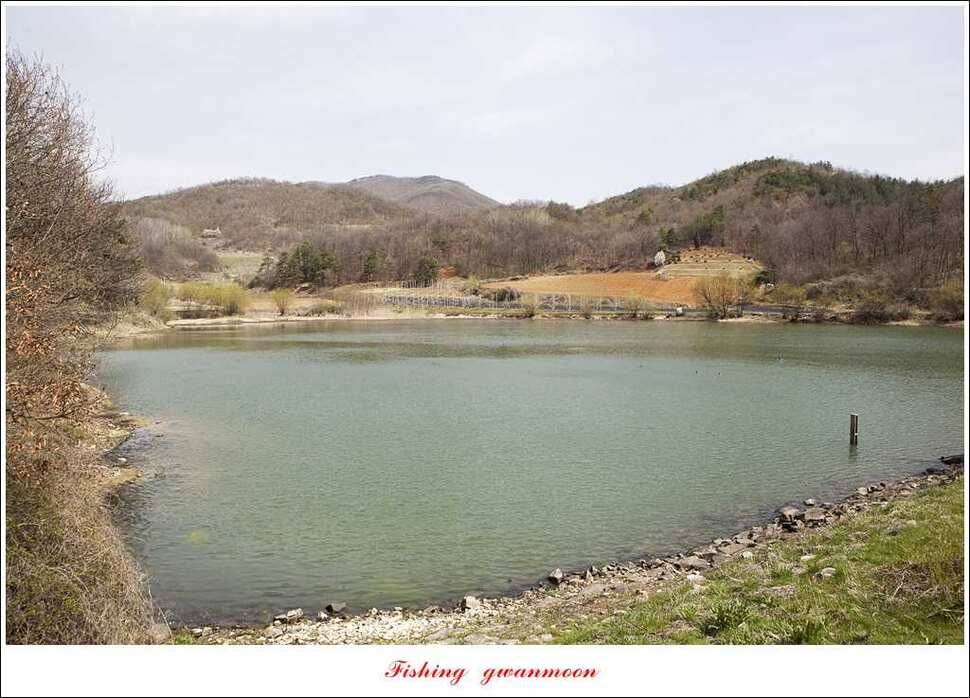 매전지 395 cm화곡지 조황 (조황조행기 - 특파원조황)
