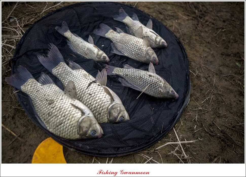 실리곡 호조황한버들화곡지 조황 (조황조행기 - 특파원조황)