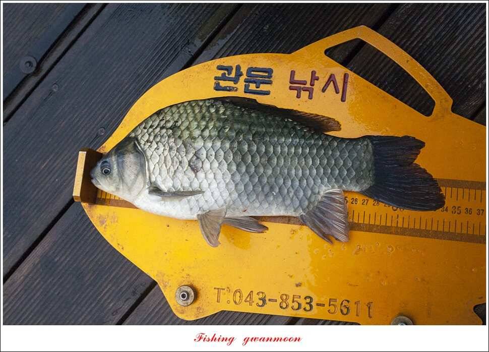 신매 사짜윤한버들 월척 조황 (조황조행기 - 특파원조황)